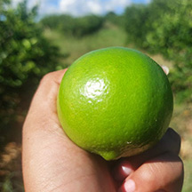 有機ライム果汁